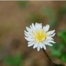 지리산민들레 이미지