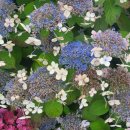 올라비올라 B to B 이미지