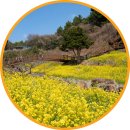 3384 | 제주도 서귀포 중문 엉덩물계곡 유채꽃 명소 3월 중문관광단지 여행지 추천