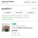 플라워버터플라이