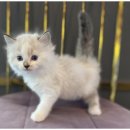 창원강아지분양 고양이분양 도그마루 이미지