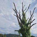 칠전1교 이미지