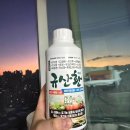 시온농약친환경자재 | 스마트한농부 규산황 | 배추●채소 친환경 살충제 체험 후기