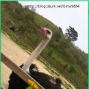 대관령 삼양목장 방문후기