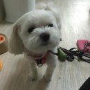 요술펫 이미지