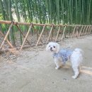 금호강변 | 대구 강아지 산책 하기 좋은 죽곡댓잎소리길 애견동반 ok