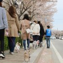 펫츠고트래블 이미지