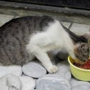 발라당 이미지