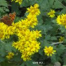 들국화악단 이미지