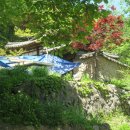 풍산태사로(풍산읍) 이미지