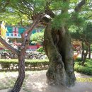 구월사 Daum카페