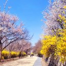 개나리공원2 이미지