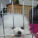 아이러브독 서초점 이미지