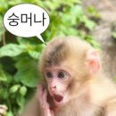 문수노래천국 | [K리그1] 5월 31일 “현대가더비” 전북현대 vs 울산HD 센터석 후기