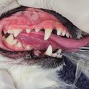 위브동물의료센터 이미지