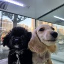 대구강아지분양 도로시펫 이미지