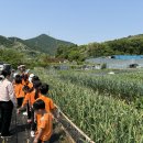 화평반의 상추 수확🥬&계양산 등산🌿 이미지