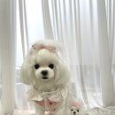 돌감성을 깨우는 스톤아트 | 아트돌 말티즈 주문제작 l 실제사이즈 &amp; 10센치 미니어처 비교후기