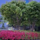 내가꽃이다 이미지