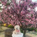 황무로 2 | 이천 카페 희원, 한옥 감성 가득한 실외 애견동반 카페