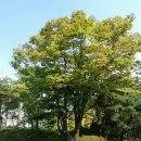 원조마포갈비 이미지