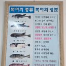 은마복국 네이버블로그