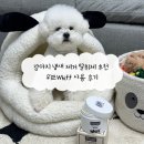 시간을 칠하는 사람 : 공간+시간+사람의 화학작용 | 강아지 냄새 제거 탈취제 추천 위프Whiff 사용 후기