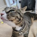 미소농장(생산종류: 고양이) | 고양이 필수영양제 &#39;뉴트롤린 오메가-3&#39; 급여 후기!!!