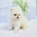 김해 해피몽 김해강아지분양 고양이분양 이미지