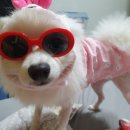 장군켄넬 이미지