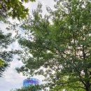 피터팬피자&치킨 | 용인 에버랜드 무료주차장 놀이기구 퍼레이드 불꽃놀이 후기