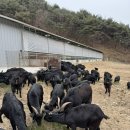 비타민 흑염소농장 이미지