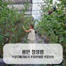 청정팜 | 블루베리 체험/물놀이/자연체험 용인 청정팜 다녀왔어요