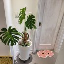 여미하다 이미지