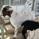 우리염소 이미지