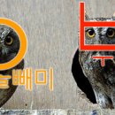 부엉이 이미지