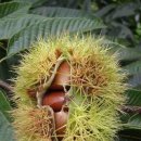 마로니에 이미지