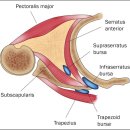 견갑골 움직일 때 '딸각'거리는 소리 snapping scapular ... 이미지