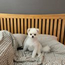 서쪽강생이 이미지