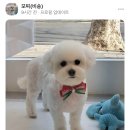 아름답개 이미지