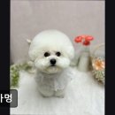 슈가멍 이미지