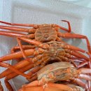 무진3차 | 영덕농수산 홍게 영덕 활홍게 맛집! 국산홍게 제철보다 신선한 박달홍게·연지홍게 추천