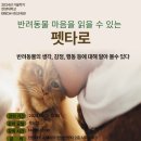 펫타로 강의 홍보(한양대학교 ERICA사회교육원) 이미지