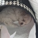 모찌가 이미지