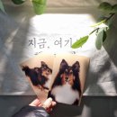 우진동물병원 | 안산반려동물사진관 애견동반가능 보름달스튜디오 증멍사진 개족사진맛집