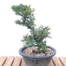 그린피아 이미지