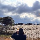 하남초(해바라기공원1) | 제주 2박3일여행/ 제주 돌문화공원, 인생샷과 힐링을 동시에 잡는 역대급 명소 후기 (2025.11.22)