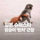 [도쿄 여행] 이케아 인형 품을 떠난 아기 원숭이 '펀치' 근황 (이치카와시 동식물원)