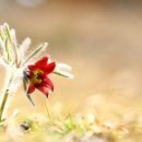 고향꽃화원 이미지