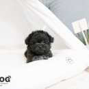 강아지 분양 프러포즈펫 이미지